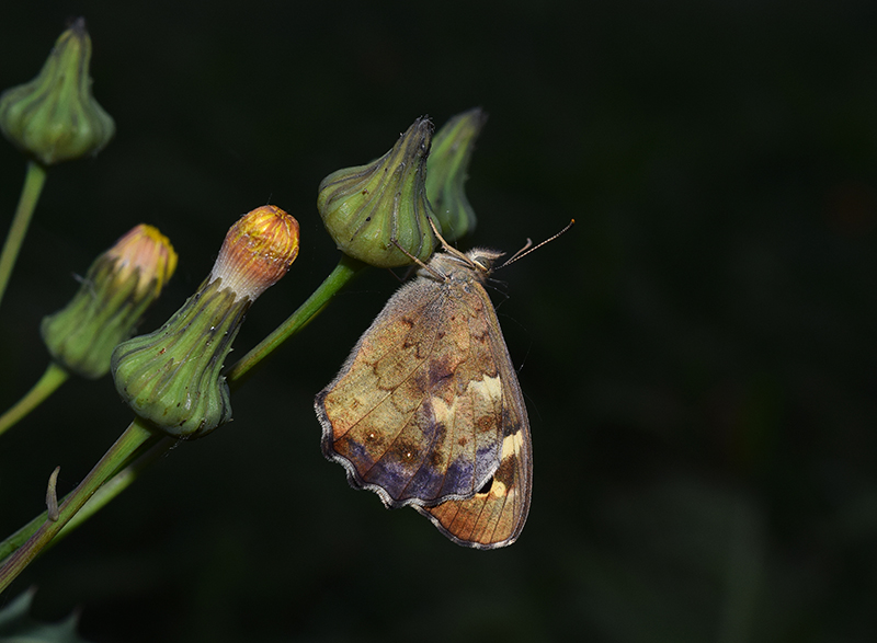 Pararge aegeria - Nymphalidae Satyrinae